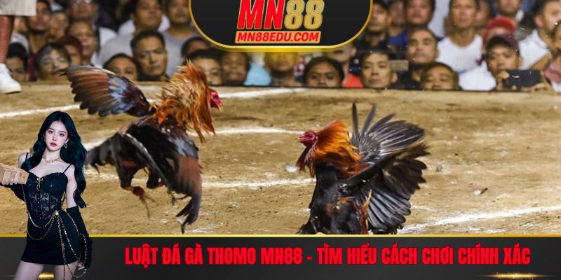 Luật đá gà Thomo và những chi tiết cần nghiên cứu