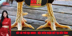 Vảy Gà Phủ Địa MN88 - Đặc Điểm Nhận Biết Tại Nền Tảng